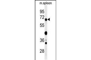 Western blot analysis of GBP7 Antibody in mouse spleen tissue lysates (35ug/lane) (GBP7 Antikörper  (C-Term))