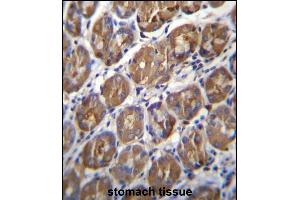 PGA4 Antibody (C-term) (ABIN656949 and ABIN2850496) immunohistochemistry analysis in formalin fixed and paraffin embedded human stomach tissue followed by peroxidase conjugation of the secondary antibody and DAB staining. (PGA4 Antikörper  (C-Term))