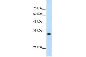 ApoBEC3D antibody used at 0.