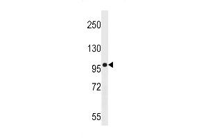 AG Antibody (N-term) (ABIN1539146 and ABIN2848981) western blot analysis in  cell line lysates (35 μg/lane). (AGAP3 Antikörper  (N-Term))