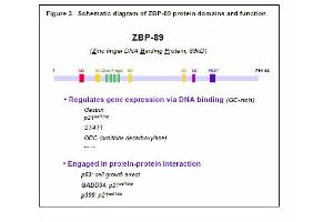 Image no. 1 for anti-Zinc Finger Protein 148 (ZNF148) antibody (ABIN117932) (ZNF148 Antikörper)