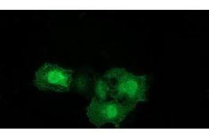 Anti-ERCC1 mouse monoclonal antibody (ABIN2453822) immunofluorescent staining of COS7 cells transiently transfected by pCMV6-ENTRY ERCC1 (RC200478). (ERCC1 Antikörper)