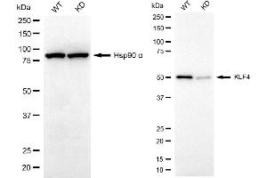 Western blotting analysis using KLF4 antibody (ABIN7799216). (Rekombinanter KLF4 Antikörper)