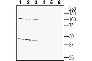 Western blot analysis of human  monocytic leukemia cell line lysate (lanes 1 and 4), human Jurkat T-cell leukemia cell line lysate (lanes 2 and 5) and human SH-SY5Y neuroblastoma cell line lysate (lanes 3 and 6):1-3. (G Protein-Coupled Receptor 142 (GPR142) Peptid)