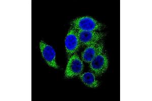 Confocal immunofluorescent analysis of Phospho-TSC2- Antibody (ABIN1881949 and ABIN2839674) with hela cell followed by Alexa Fluor 488-conjugated goat anti-rabbit lgG (green). (Tuberin Antikörper  (pSer1387))
