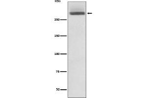 Western blot analysis of LAMA3 expression in HeLa cell lysate.
