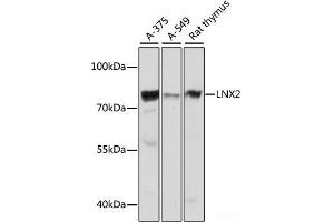 Western blot analysis of extracts of various cell lines using LNX2 Polyclonal Antibody at dilution of 1:1000. (LNX2 Antikörper)
