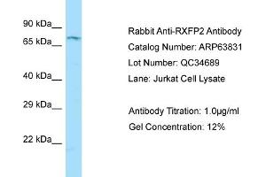 Western Blotting (WB) image for anti-Relaxin/insulin-Like Family Peptide Receptor 2 (RXFP2) (C-Term) antibody (ABIN2789637) (RXFP2 Antikörper  (C-Term))