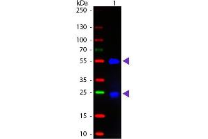 Western blot of Fluorescein conjugated Donkey Fab Anti-Goat IgG secondary antibody. (Esel anti-Ziege IgG (Heavy & Light Chain) Antikörper (FITC) - Preadsorbed)
