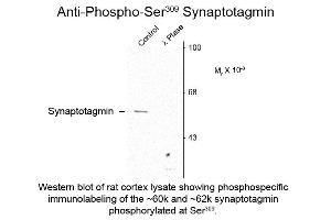 Western blot of Anti-Synaptotagmin pS309 (Rabbit) Antibody - 612-401-E39 Western Blot of Rabbit anti-Synaptotagmin pS309 antibody.