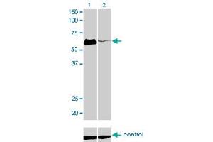 Western blot analysis of HCLS1 over-expressed 293 cell line, cotransfected with HCLS1 Validated Chimera RNAi (Lane 2) or non-transfected control (Lane 1). (HCLS1 Antikörper  (AA 266-355))