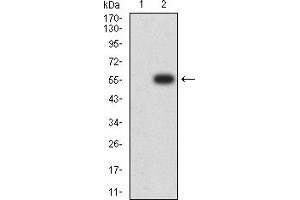 Western blot analysis using CHRNB2 mAb against HEK293 (1) and CHRNB2 (AA: extra 26-233)-hIgGFc transfected HEK293 (2) cell lysate. (CHRNB2 Antikörper  (AA 26-233))