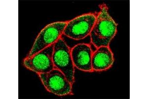 Immunofluorescence (IF) image for anti-Mucin 1 (MUC1) (pThr1224) antibody (ABIN3031864)