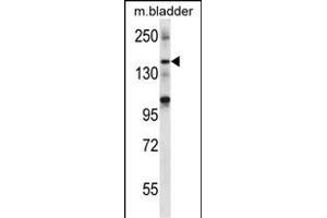 SHANK2 Antibody (Center) (ABIN656710 and ABIN2845940) western blot analysis in mouse bladder tissue lysates (35 μg/lane). (SHANK2 Antikörper  (AA 879-908))
