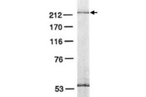 Western blot analysis of POLE3 in HeLa cell lysate with POLE3 monoclonal antibody . (POLE3 Antikörper)