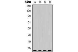 Western blot analysis of Histone H3 expression in Hela (A), Raw264.