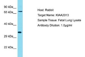 Host: Rabbit Target Name: KIAA2013 Sample Tissue: Human Fetal Lung Antibody Dilution: 1ug/ml (KIAA2013 Antikörper  (C-Term))