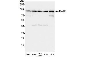 Western Blotting (WB) image for anti-RAD21 Homolog (RAD21) (C-Term) antibody (ABIN7458039) (RAD21 Antikörper  (C-Term))