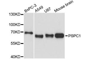 Western blot analysis of extracts of various cell lines, using PSPC1 antibody (ABIN5996698) at 1:3000 dilution. (PSPC1 Antikörper)
