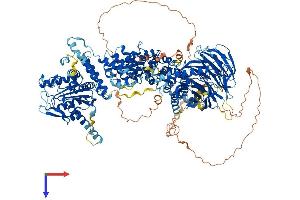 Raptor Protein (AA 1-1335) (His tag)