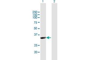 Western Blot analysis of NMNAT1 expression in transfected 293T cell line by NMNAT1 MaxPab polyclonal antibody. (NMNAT1 Antikörper  (AA 1-279))