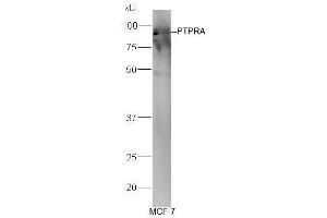 MCF-7 cell lysates probed with Anti-PTPRA Polyclonal Antibody, Unconjugated (ABIN754633) at 1:300 in 4˚C. (PTPRA Antikörper  (AA 151-250))