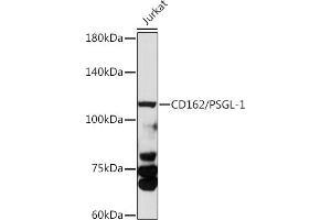 Western blot analysis of extracts of various cell lines, using CD162/PSGL-1 antibody (ABIN3022339, ABIN3022340, ABIN3022341 and ABIN6218751) at 1:1000 dilution.