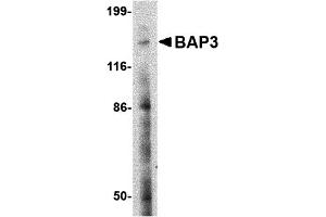 Western Blotting (WB) image for anti-BAI1-Associated Protein 3 (BAIAP3) (N-Term) antibody (ABIN1031260) (BAIAP3 Antikörper  (N-Term))