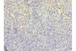 Immunohistochemistry of paraffin-embedded human tonsil tissue using ABIN7158812 at dilution of 1:100 (LYZ Antikörper  (AA 19-148))