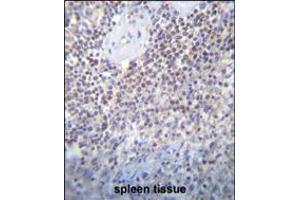 PATL2 Antibody immunohistochemistry analysis in formalin fixed and paraffin embedded human spleen tissue followed by peroxidase conjugation of the secondary antibody and DAB staining. (PATL2 Antikörper  (AA 168-196))