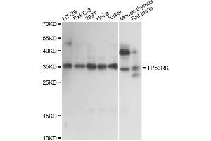 Western blot analysis of extracts of various cell lines, using TP53RK antibody. (TP53RK Antikörper)