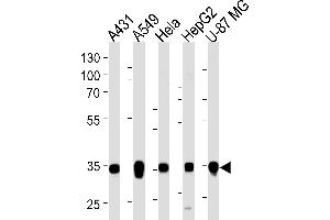 Western blot analysis of lysates from A431, A549, Hela, HepG2, U-87 MG cell line (from left to right), using MDH2 Antibody (C-term) (ABIN1537083 and ABIN2849638). (MDH2 Antikörper  (C-Term))
