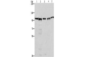 Western Blotting (WB) image for anti-Minichromosome Maintenance Complex Component 6 (MCM6) antibody (ABIN2428397) (MCM6 Antikörper)