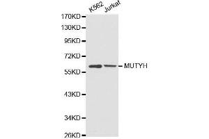 Western blot analysis of extracts of various cell lines, using MUTYH antibody. (MUTYH Antikörper)
