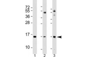 Western blot testing of 1) human A549 cell lysate, 2) mouse lung lysate and 3) mouse small intestine lysate with Phospholipase A2 antibody at 1:2000. (PLA2G1B Antikörper  (AA 32-62))