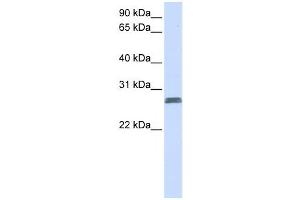 Western Blotting (WB) image for anti-Transmembrane Protein 51 (TMEM51) antibody (ABIN2459103) (TMEM51 Antikörper)