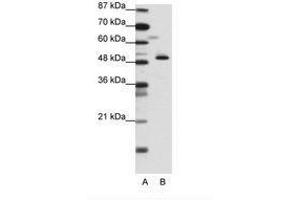 Image no. 1 for anti-Zinc Finger Protein 259 (znf259) (N-Term) antibody (ABIN6736136) (ZNF259 Antikörper  (N-Term))