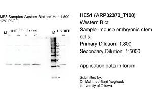 Western Blotting (WB) image for anti-Hes Family bHLH Transcription Factor 1 (HES1) (N-Term) antibody (ABIN182546) (HES1 Antikörper  (N-Term))