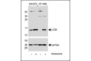 Western blot analysis of lysates from NIH/3T3, HT-1080 cell line, untreated or treated with chloroquine, 50μM, using LC3 Antibody (G8B) 1802a (upper) or GDH(lower). (MAP1LC3A Antikörper  (N-Term))