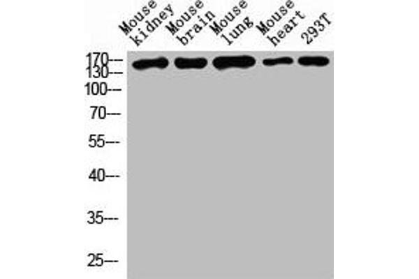 Desmoglein 1 anticorps  (AA 30-90)