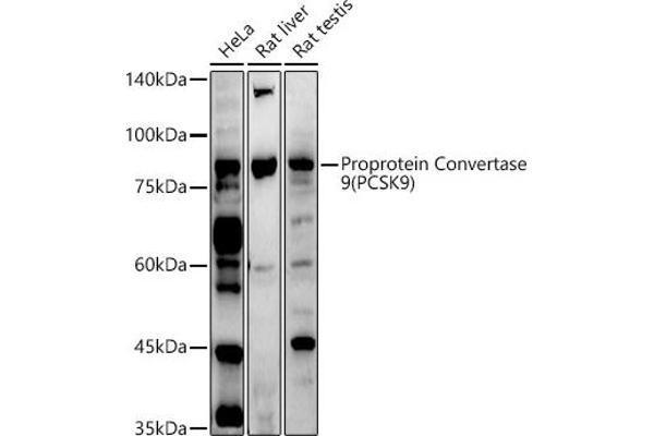 PCSK9 Antikörper  (C-Term)