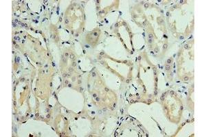 Immunohistochemistry of paraffin-embedded human kidney tissue using ABIN7159569 at dilution of 1:100 (METRNL Antikörper  (AA 46-311))