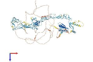 NFX1 Protein (AA 1-1120) (His tag)