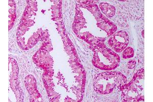 Immunohistochemistry (IHC) image for anti-FK506 Binding Protein 4, 59kDa (FKBP4) antibody (ABIN1101550)