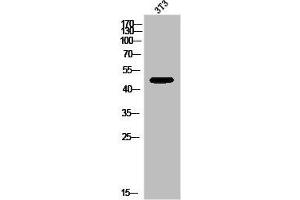 Western Blot analysis of 3T3 cells using GPR173 Polyclonal Antibody (GPR173 Antikörper  (Internal Region))