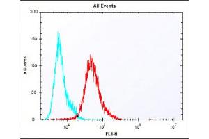 Overlay histogram showing A431 cells stained with (ABIN1881635 and ABIN2838408) (red line). (PBK Antikörper  (N-Term))