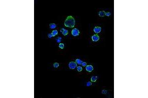 Immunofluorescence analysis of RAJI cells using CD1A mouse mAb (green).