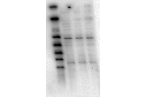 Western Blot of Mouse Anti-AKT1 antibody. (AKT1 Antikörper  (Internal Region))