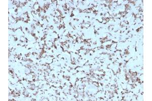 Formalin-fixed, paraffin-embedded human Liver stained with Cytochrome C Mouse Monoclonal Antibody (rCYCS/1010). (Rekombinanter Cytochrome C Antikörper  (AA 1-80))