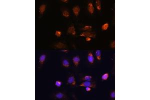 Immunofluorescence analysis of U-2 OS cells using RPL34 antibody (ABIN7270003) at dilution of 1:100. (RPL34 Antikörper  (AA 1-117))
